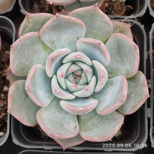RC062 チワワエンシスHyb（7cm pot）