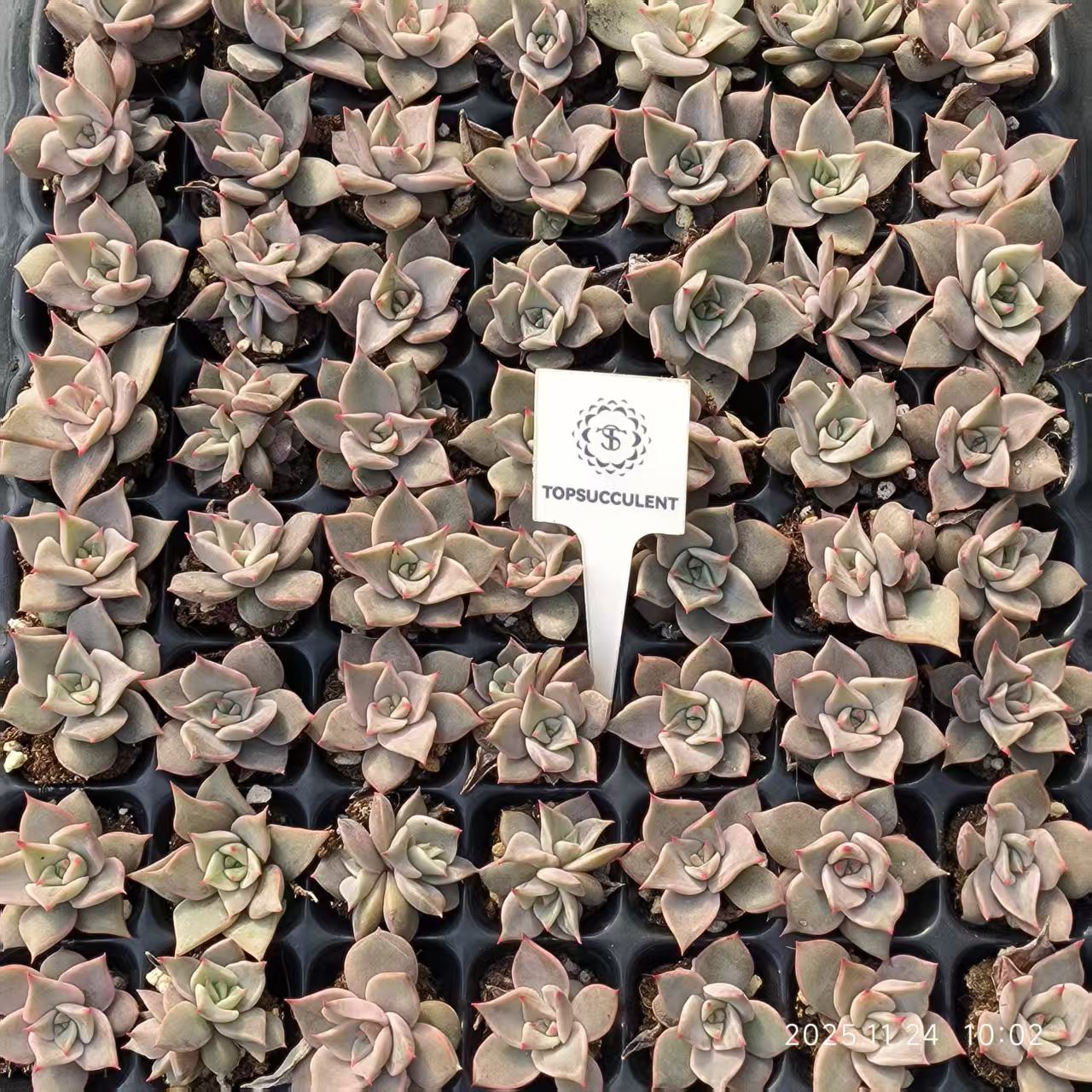 22477 レッドマディバ（3cm pot）（ポット苗）