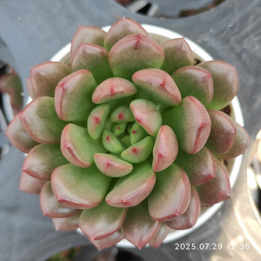 ZZA219 ピンクルルビー（5.5cm pot）
