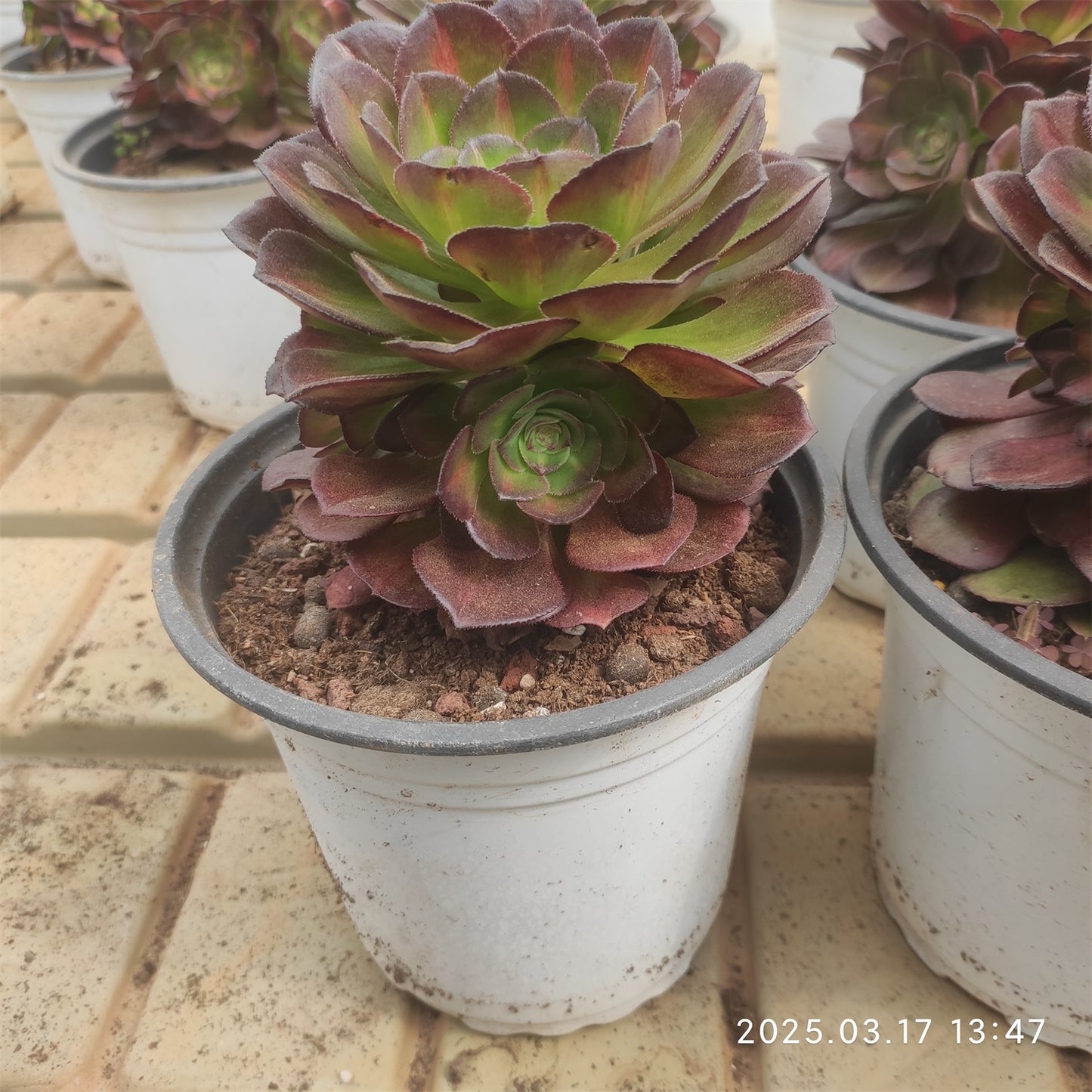 YS254 シー　キング(17cm pot )