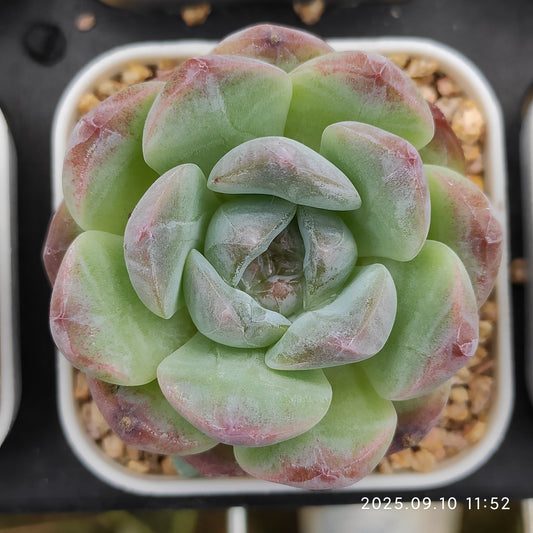 HG077 アメイジング　グレース x アイス　グリーン（7cm pot）