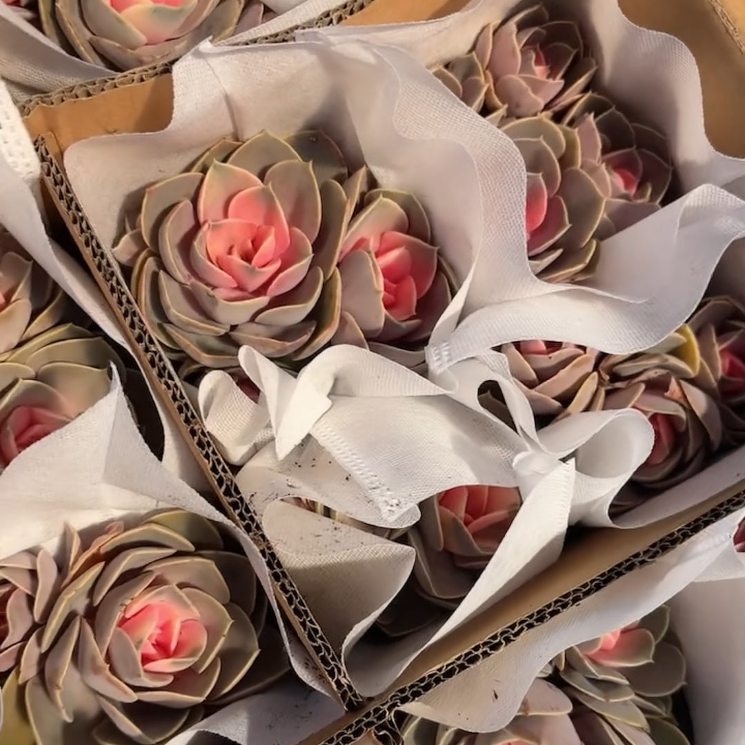 25297 ペルレ フォン ニュルンベルク薬錦