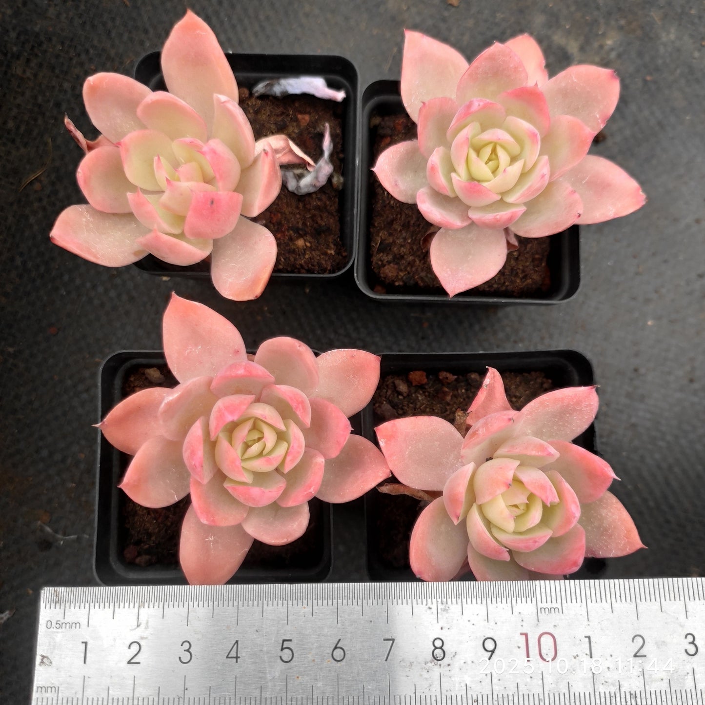 YBB031 シルクヴェール （7cm pot）