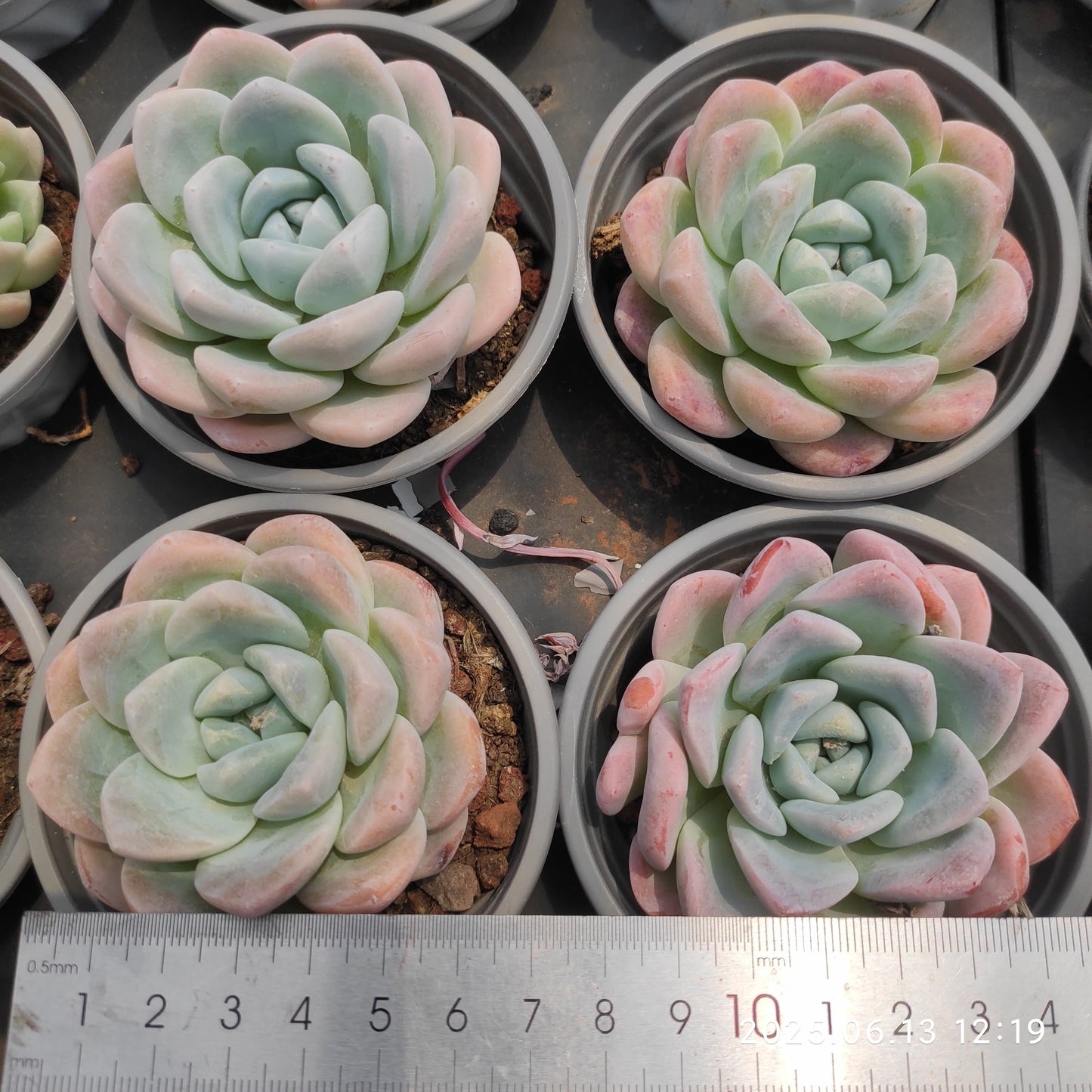 NGN536 ジェイドバタフライ （9cm pot）