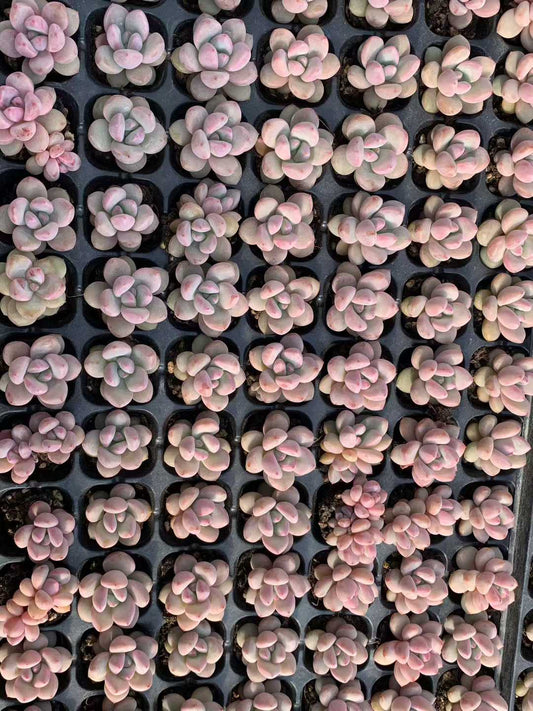 25430 サクラ フロスト