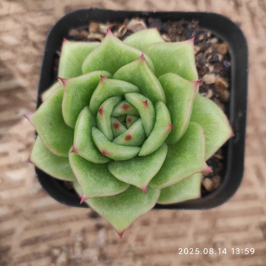 ZX103 ランブラー（7cm pot）