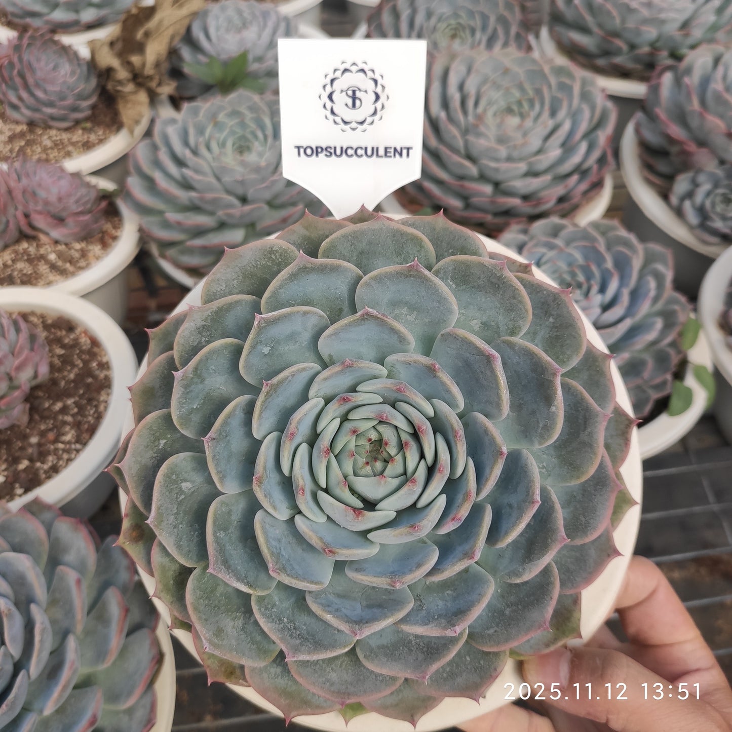 19301 パイレーツ/海賊（20cm pot）