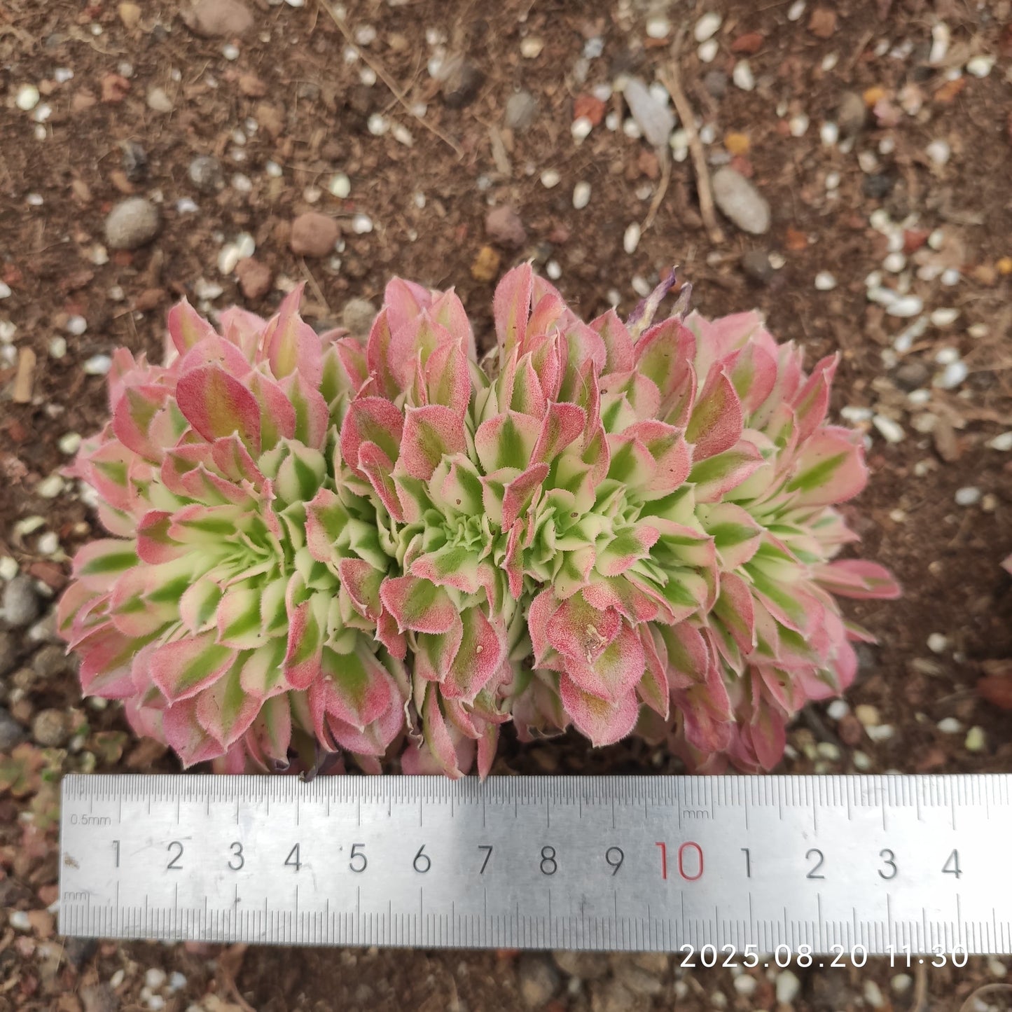 YF478 スノー　チェリー綴化（12cm pot）