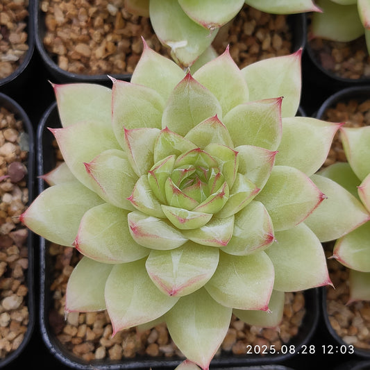 YBB143 エメラルド(5.5cm pot)