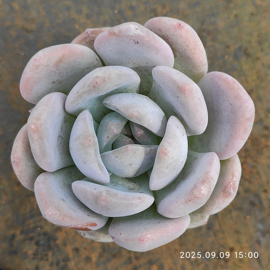MMT748 チョーク （5.5cm pot）