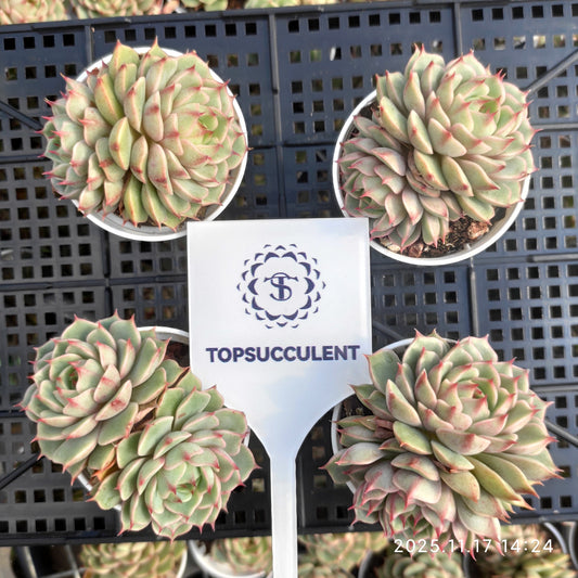 22856 ベンバディス