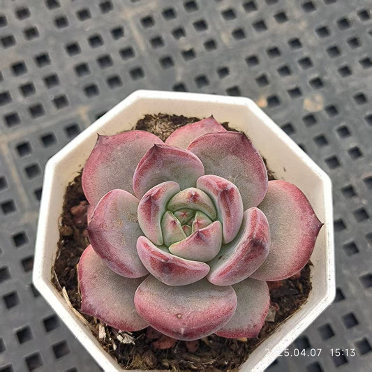 GR382 デアデビル（6.5 cm pot）