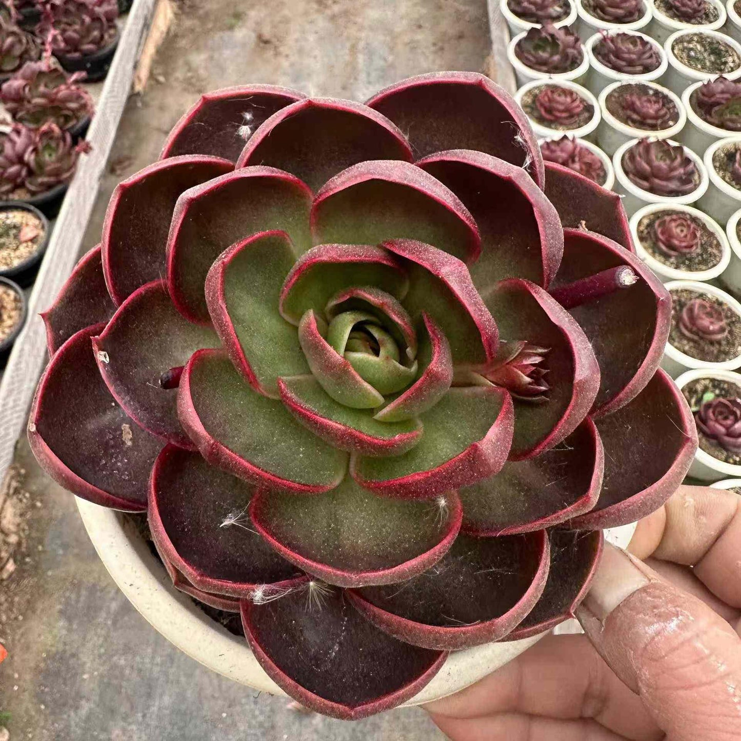 21288 トラフィックライト