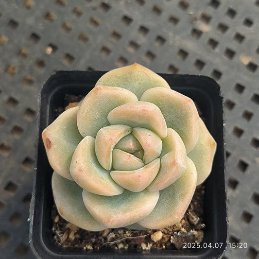 GR384 スタージェニーHyb（6.5 cm pot）
