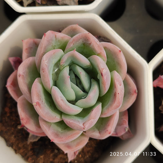 DQ078 オリジナル　ブルー　サプライズ （7cm pot）