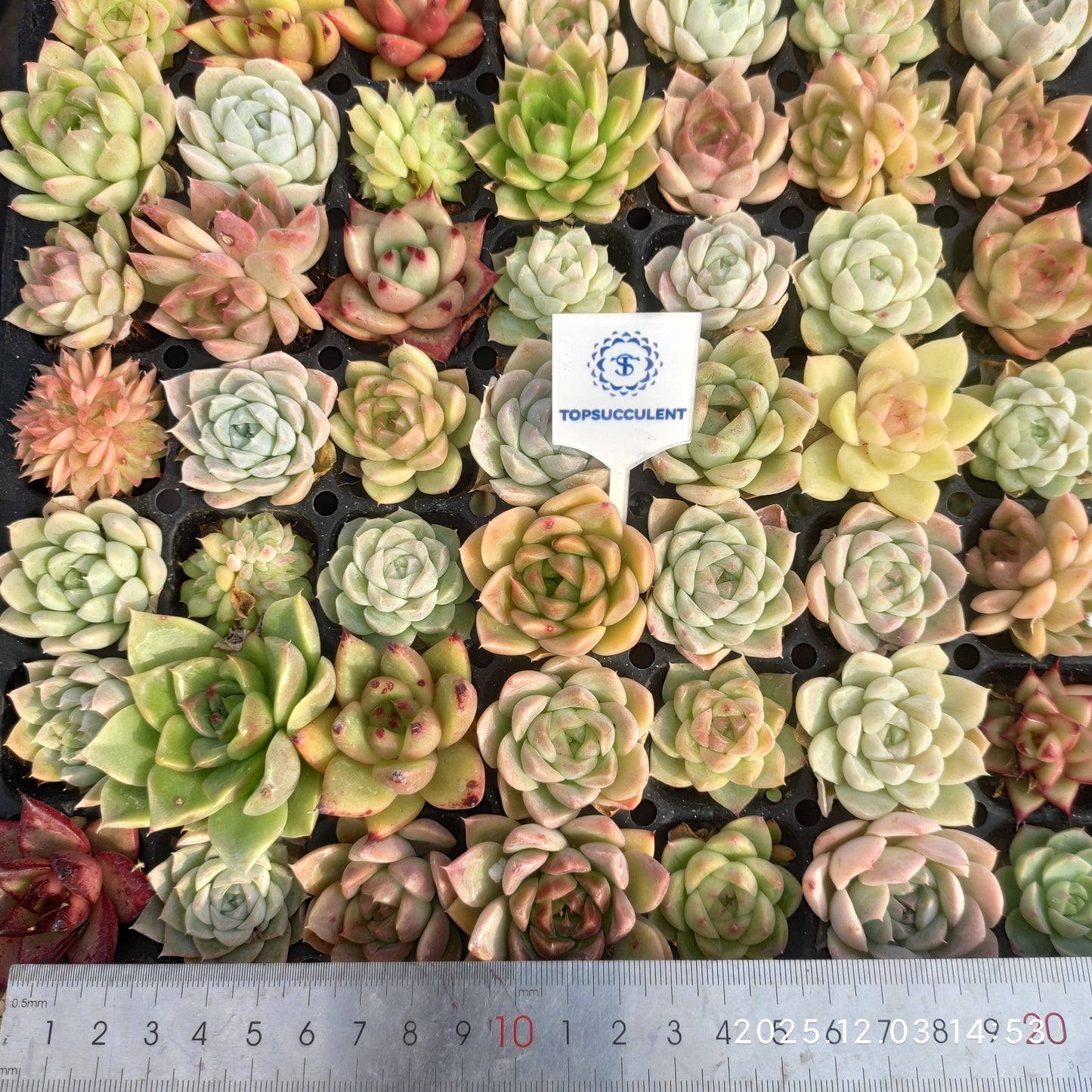 23114 ポートーシナー x コーローラッター（3cm pot）（ポット苗）