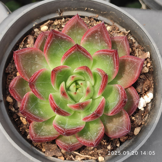 XY363 ラフィアHyb（7cm pot）