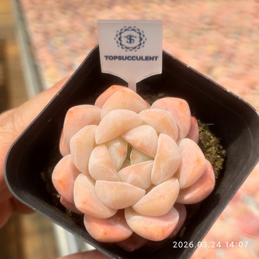 18355 ピーチ クリーム