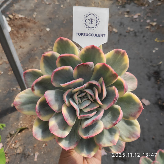 7246 ルエラ錦（12cm pot）
