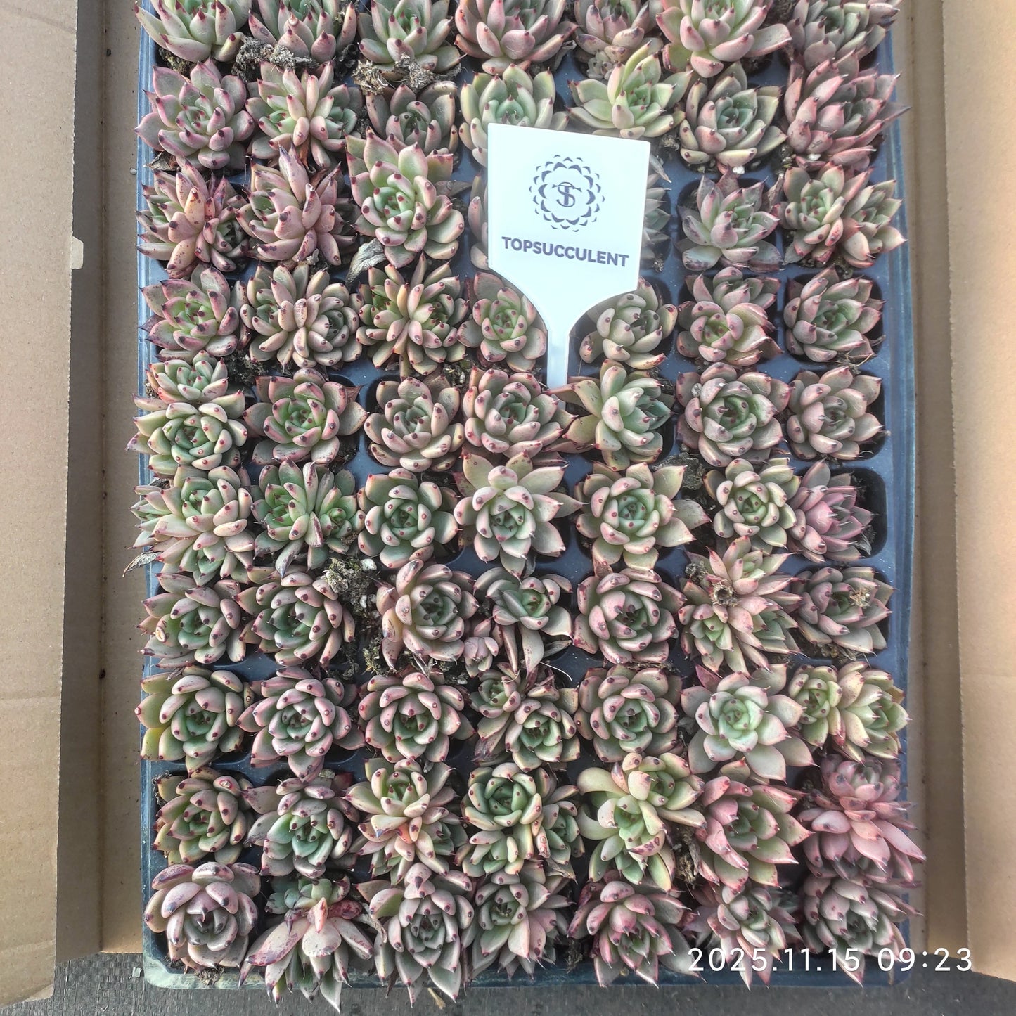 22125  ハロウィン（3cm pot）（ポット苗）