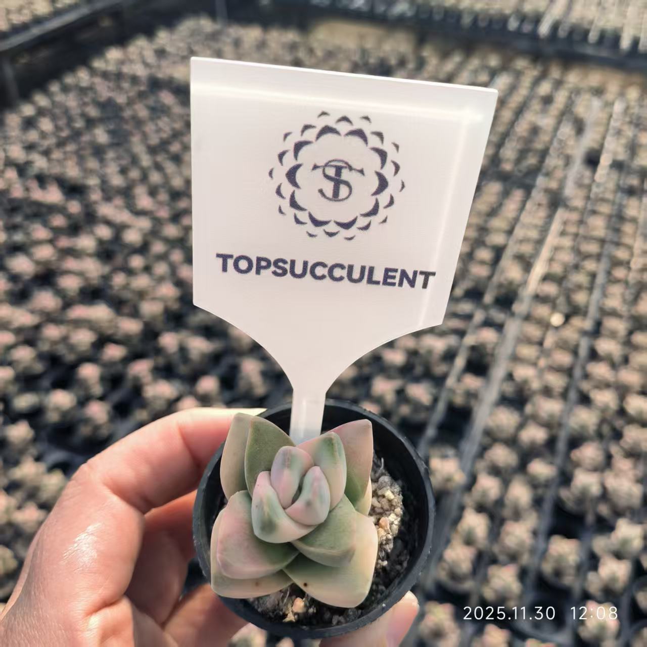 多肉植物 エケベリア クラッスラ パステル 抜き苗 多肉植物