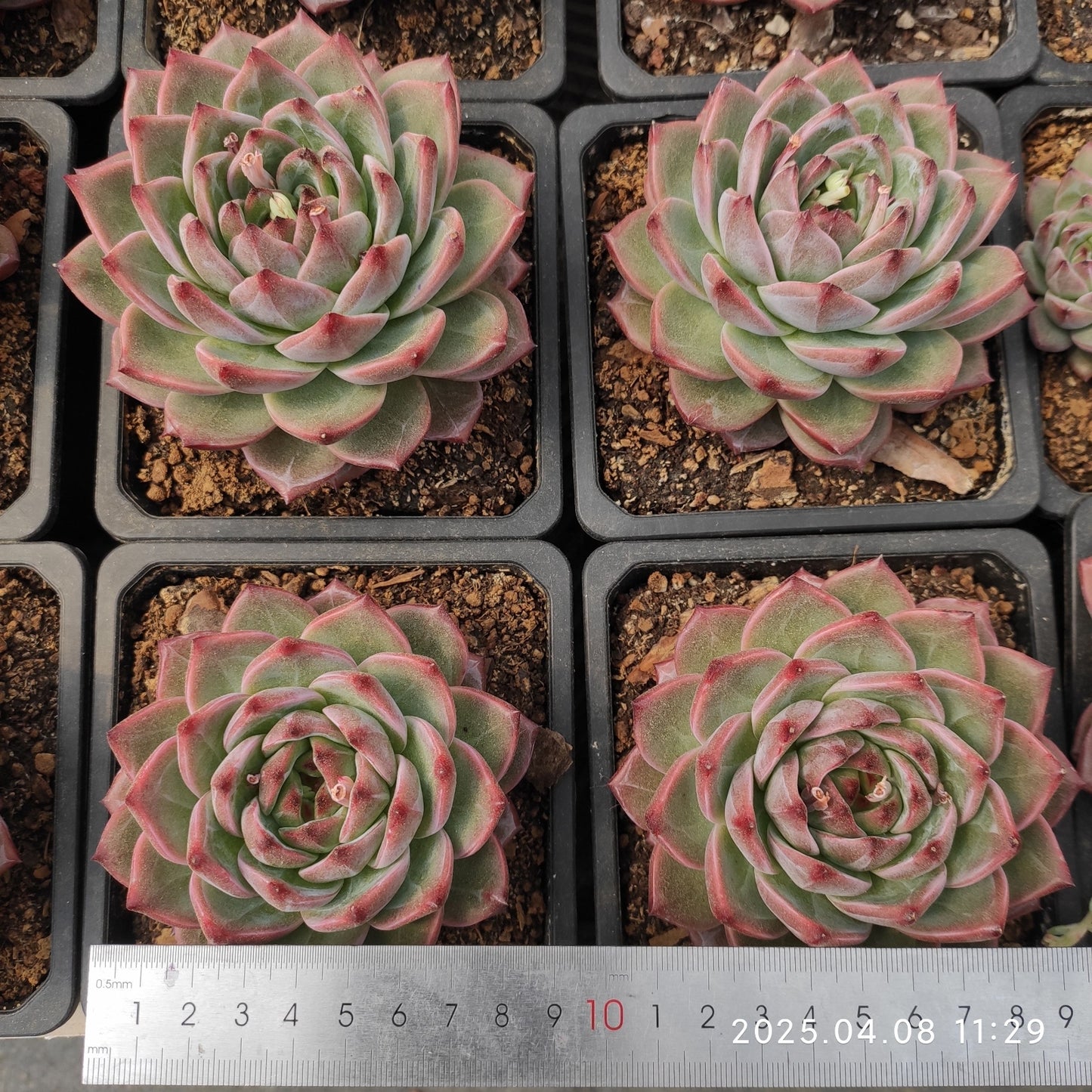 WWA353 キャラメル Hyb（200cm pot）