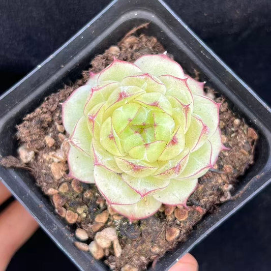 BL2013 レース　クィーン（7cm pot）