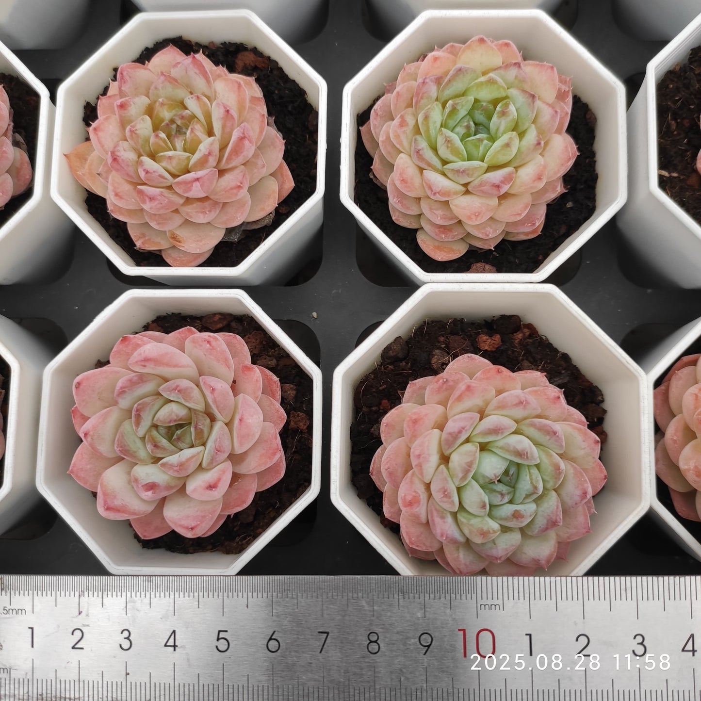 YBB276 アイス（7cm pot）