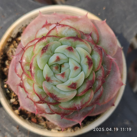 ZZA084 レッドベルベット(5.5cm pot)