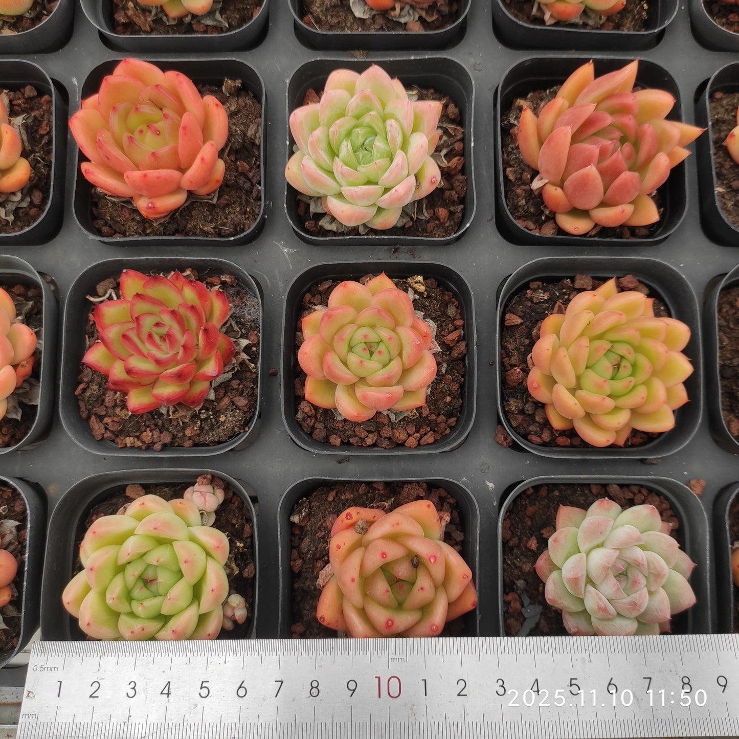 22578  レッドキング Hyb（6.5cm pot）