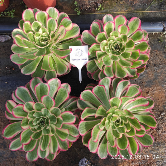 23284 ピーコック　フェザーズ（17cm pot）