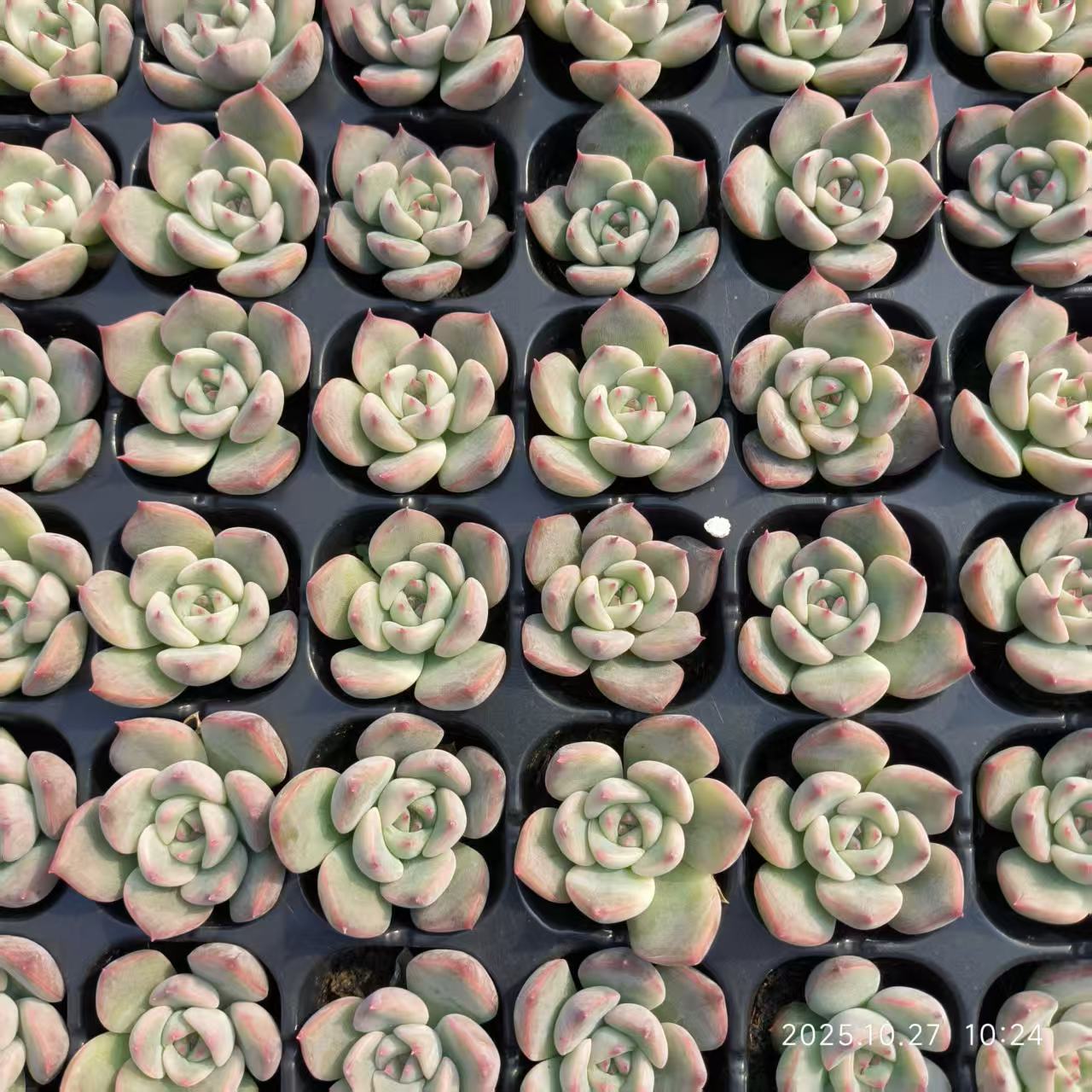 20655 カンティクル（3cm pot）（ポット苗）