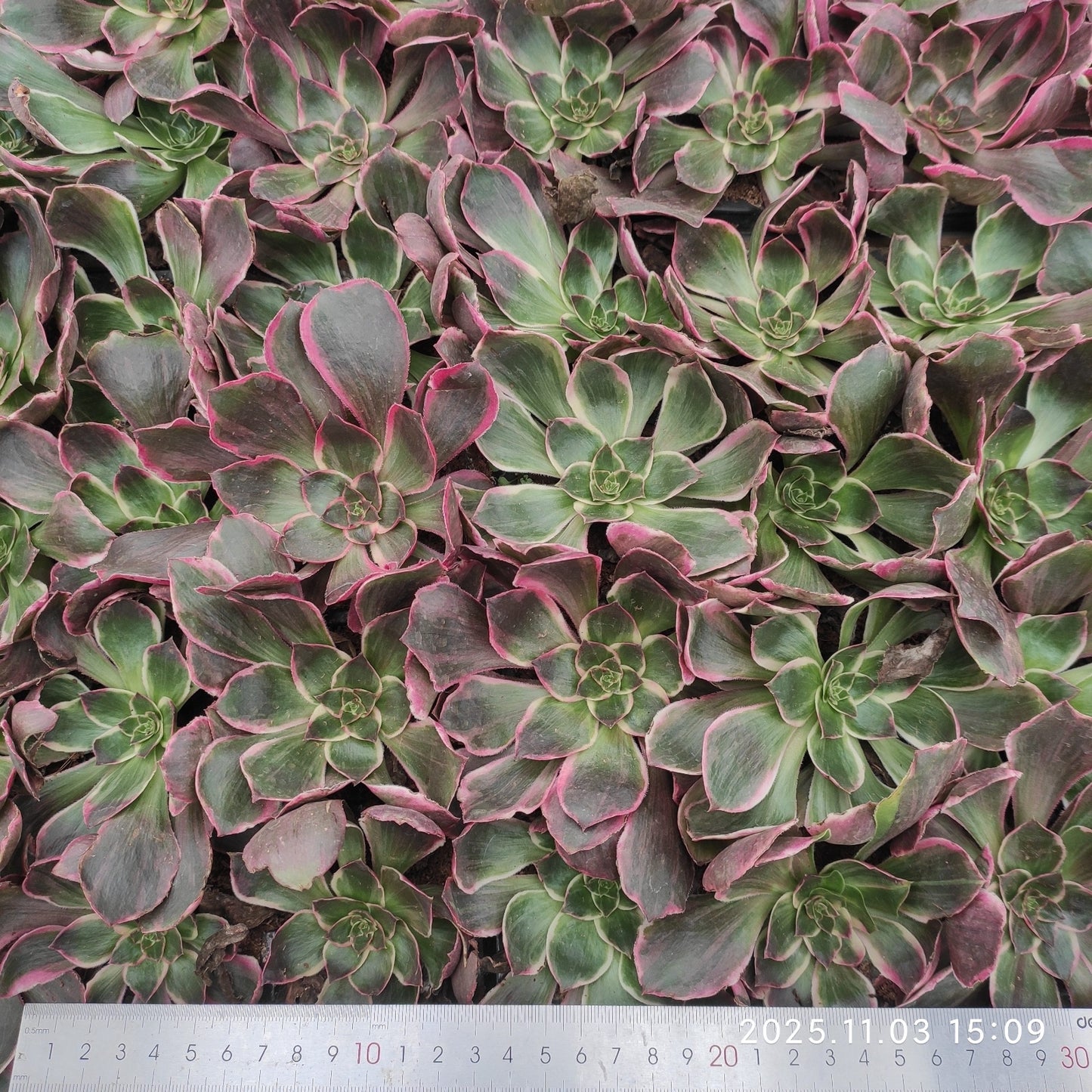 22305 イーブル　アイ（10cm pot）