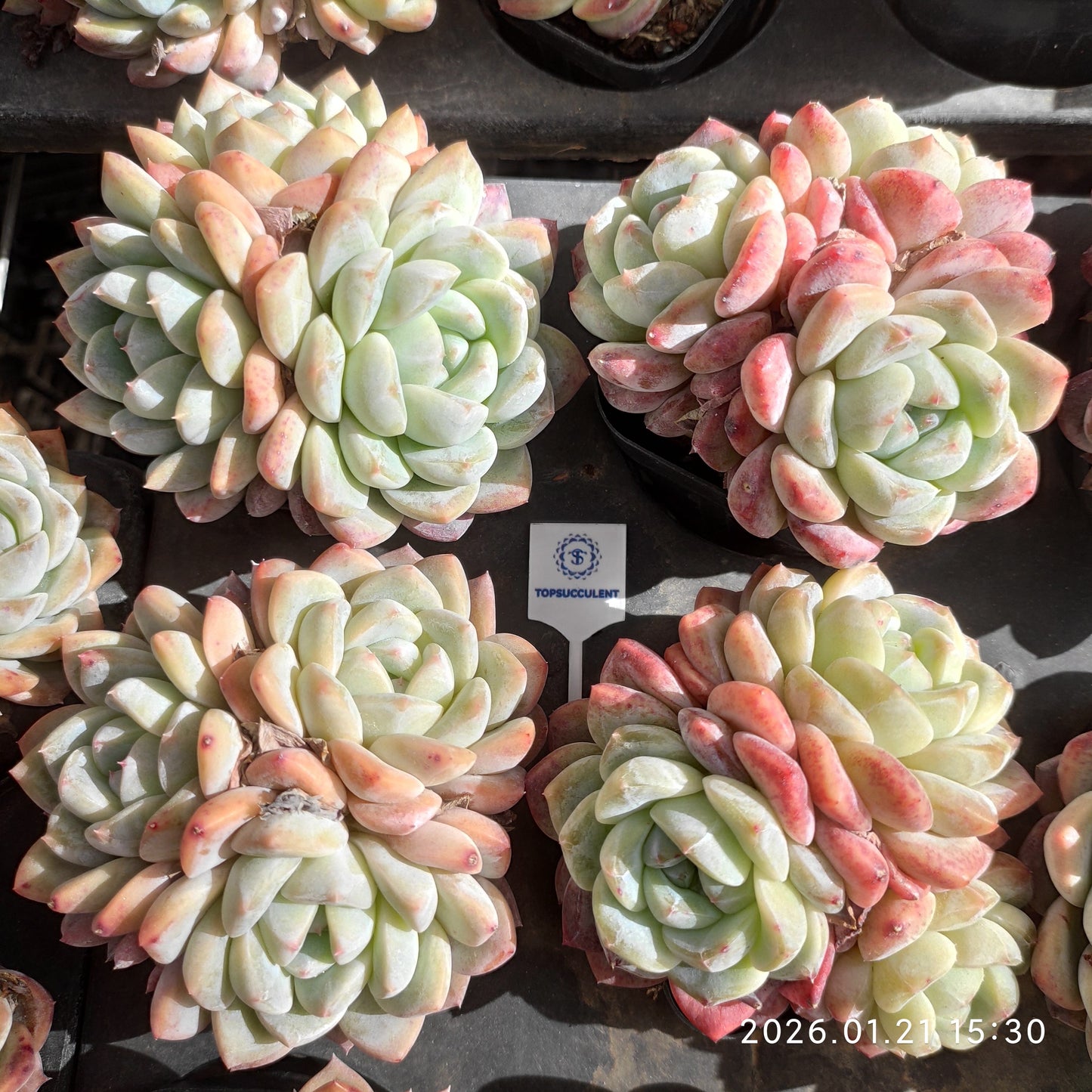 20085 アイスドール