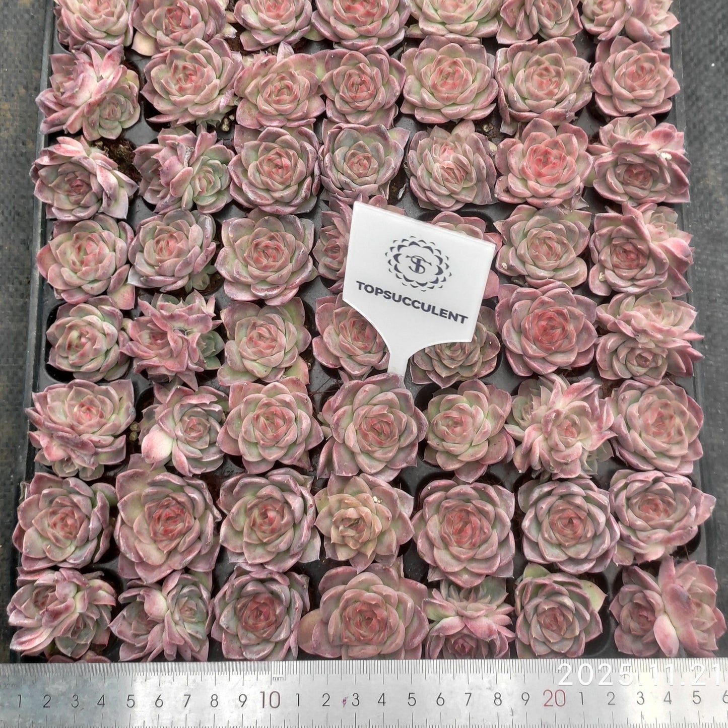 22137  ドリームスバブルズ（3cm pot）（ポット苗）