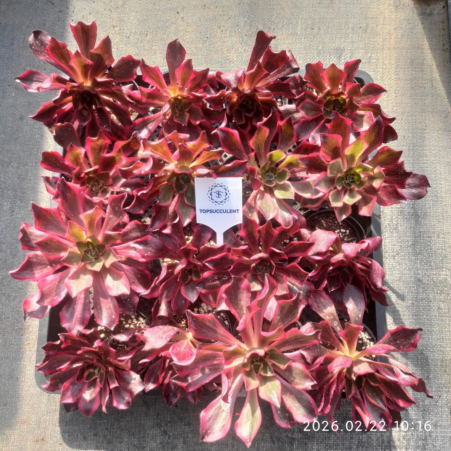 26095 ファントム