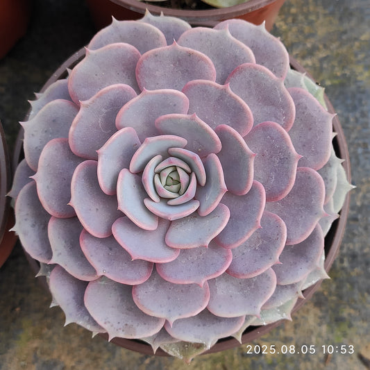 GDX010 ピンクバタフライ（11cm pot）