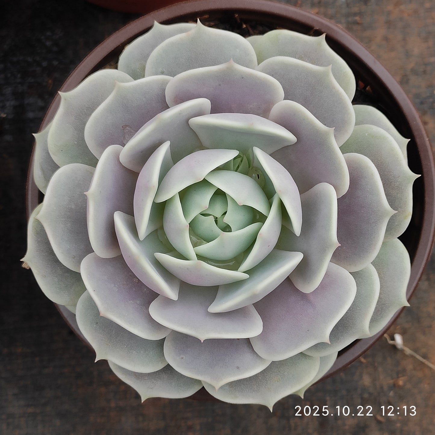 BC032 ローラ（12cm pot）