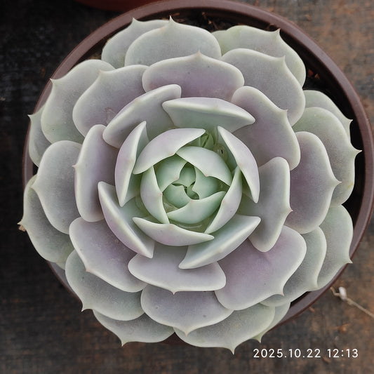 BC032 ローラ（12cm pot）