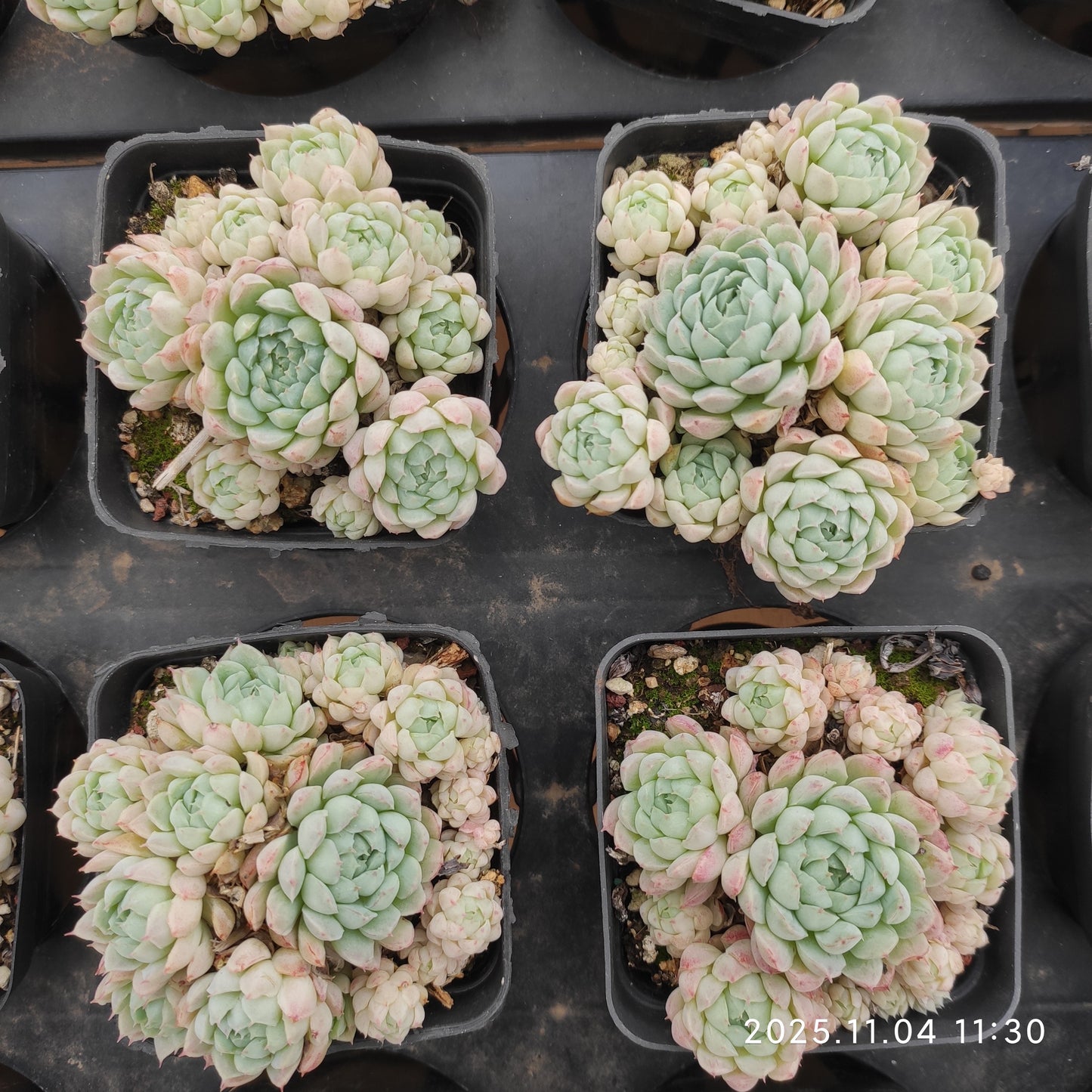 19952 ボールオブファット（7cm pot）