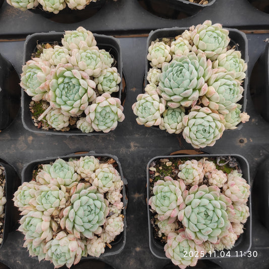 19952 ボールオブファット（7cm pot）