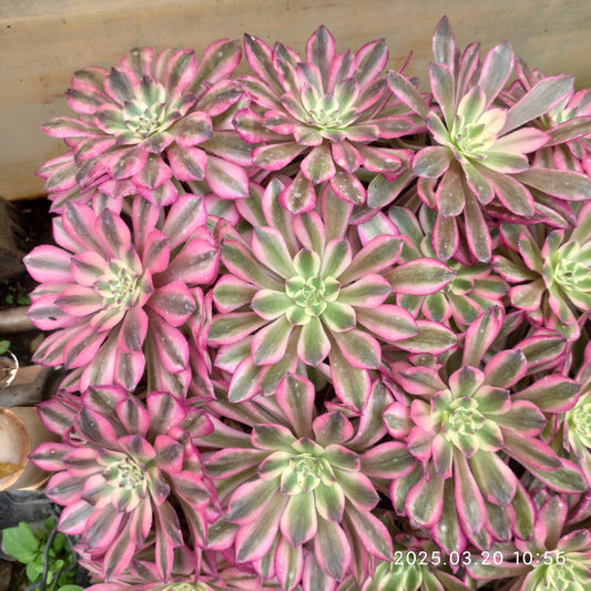 ON751 デセンダンツ（7cm pot）