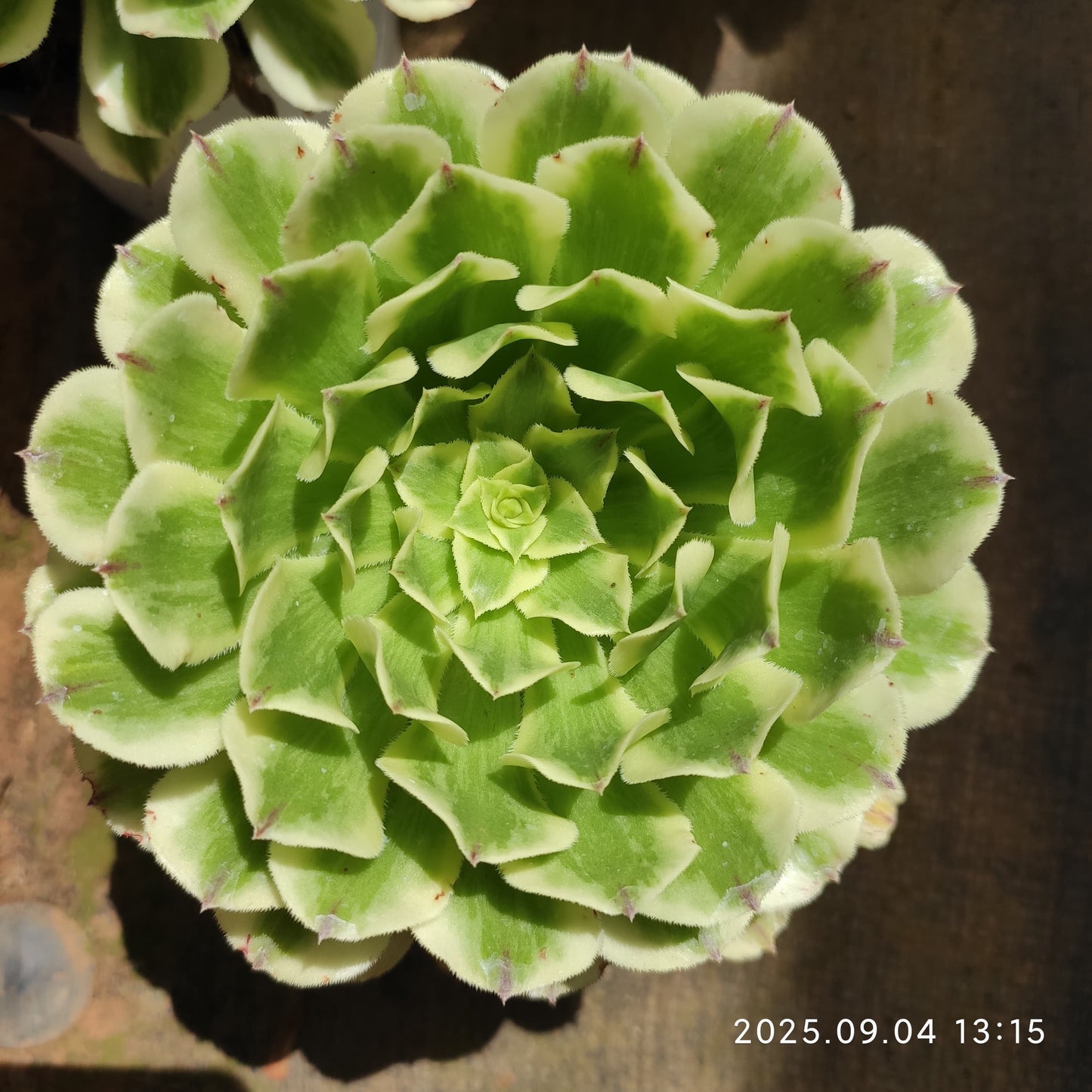 MMY1235 グリーン　ビーン　ペースト（12.5cm pot）