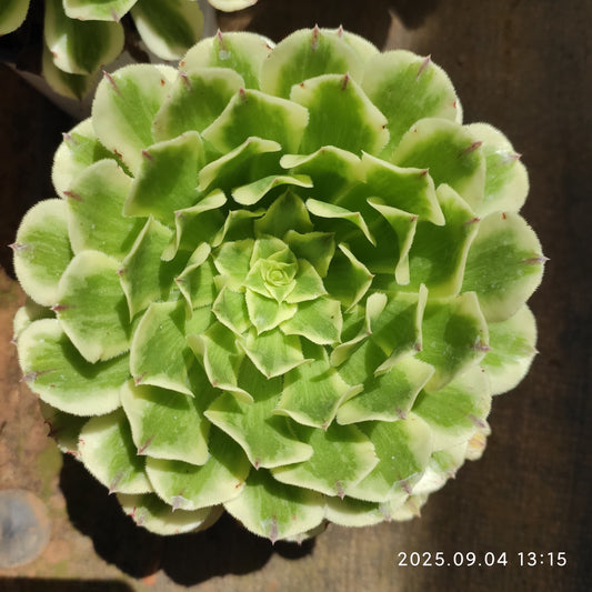 MMY1235 グリーン　ビーン　ペースト（12.5cm pot）