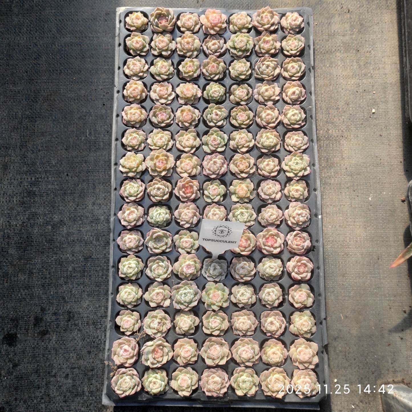 220711 ドリームスバブルズ（3cm pot）（ポット苗）