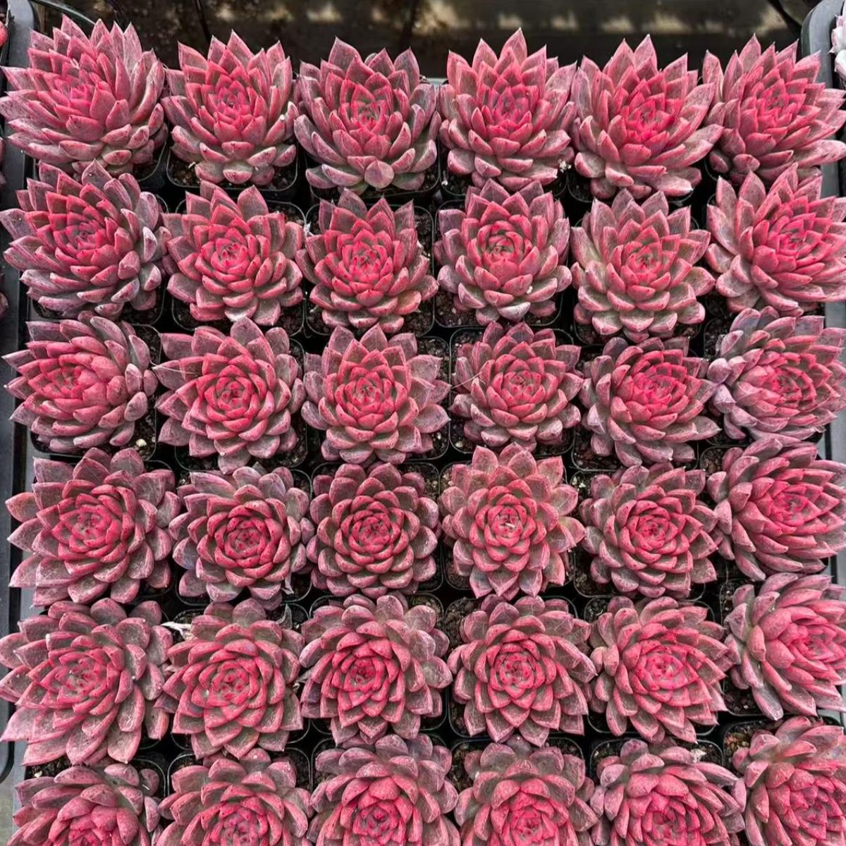 22624  ウェスト　ウィンド（7cm pot）