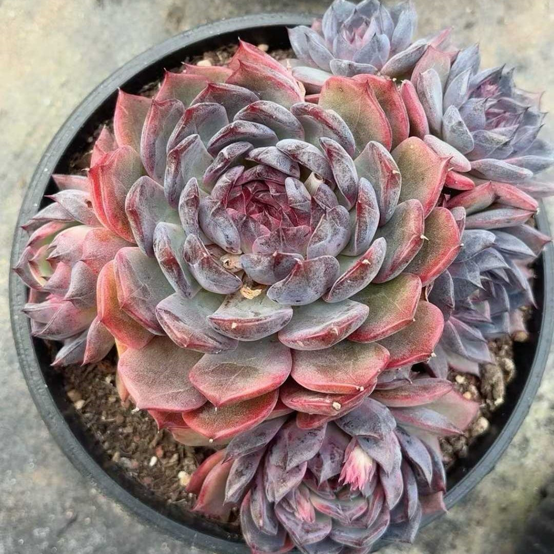 25335 ブルーラバー