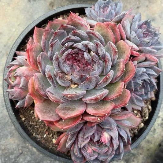 25335 ブルーラバー