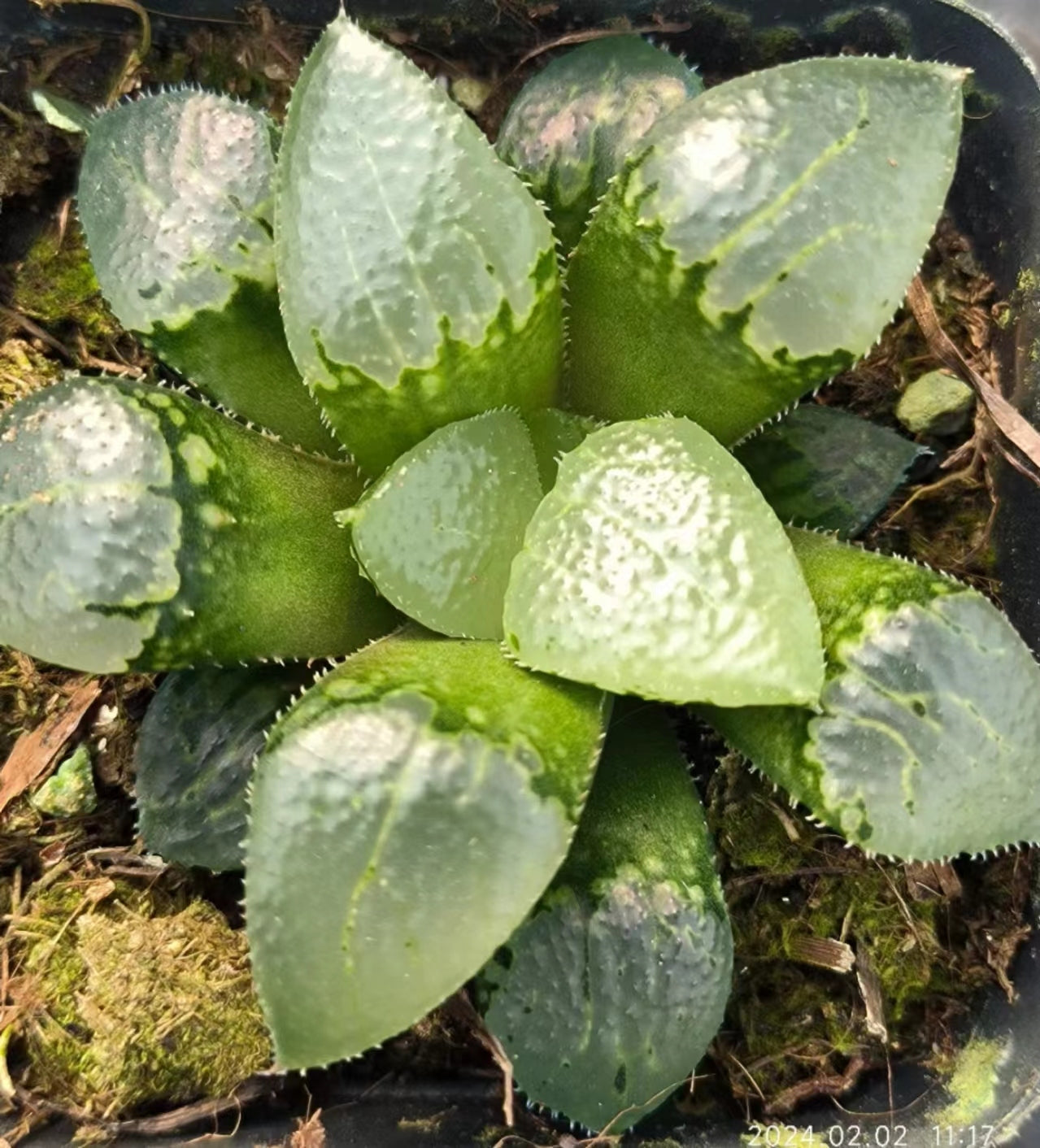 7408 花影ハナカゲ