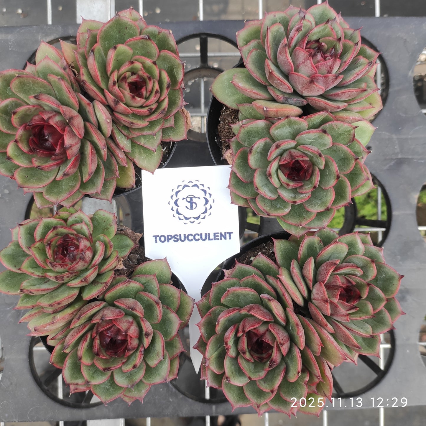 22454  ベンバディズ x ブラック　ローズ（9cm pot）